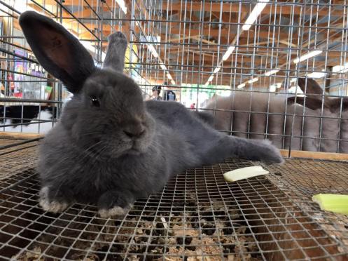 A rabbit from our fair. Not A's.
